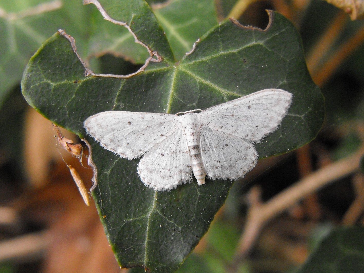 Da determinare - Idaea seriata