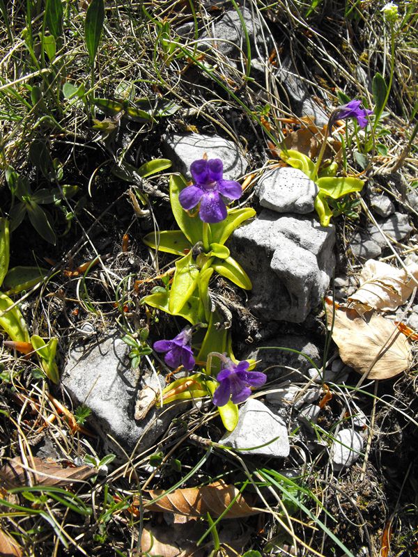 Pinguicula mariae / Pinguicola Maria