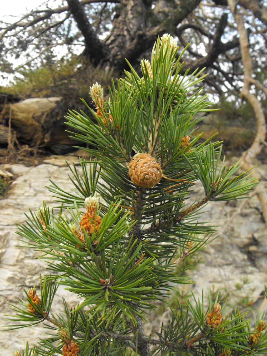 Pinus nigra