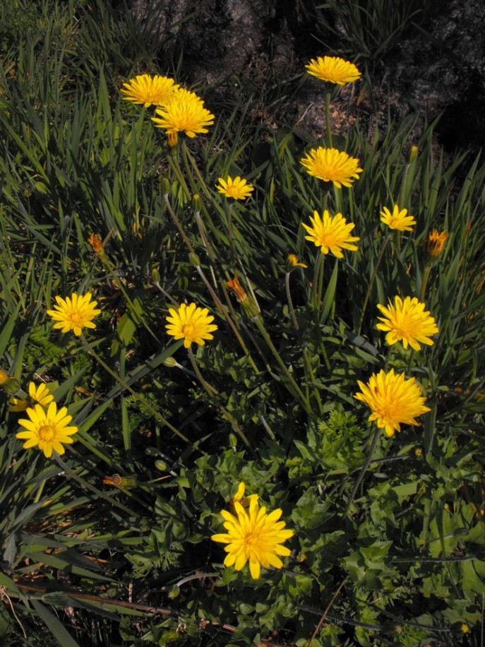 Asteracea:  Hyoseris radiata L. subsp. radiata