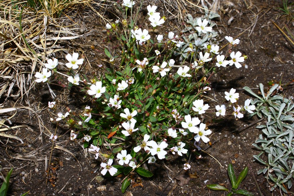 Silene rupestris L.