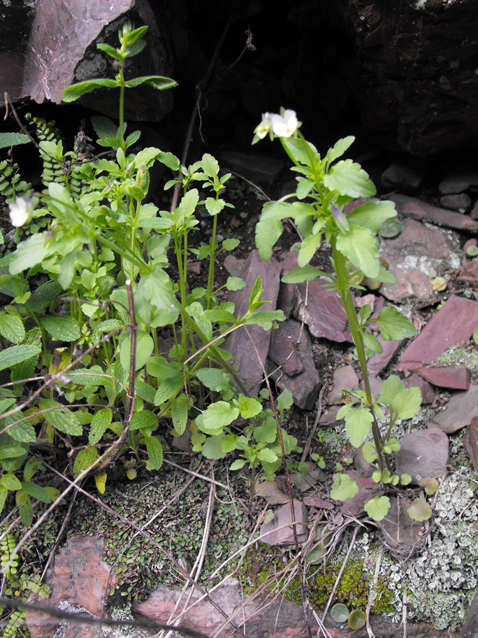 Viola arvensis