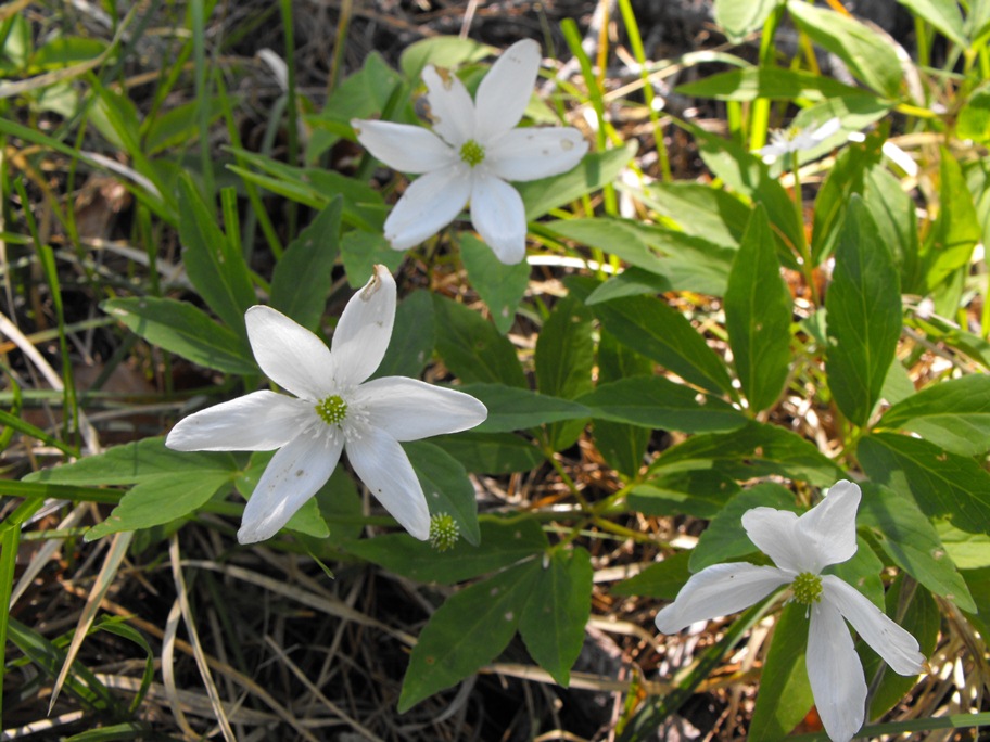 Anemonoides trifolia subsp. brevidentata / Anemone con denti brevi