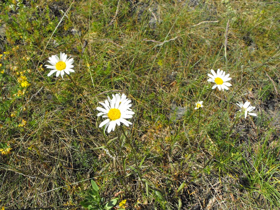 Leucanthemum cfr. heterophyllum