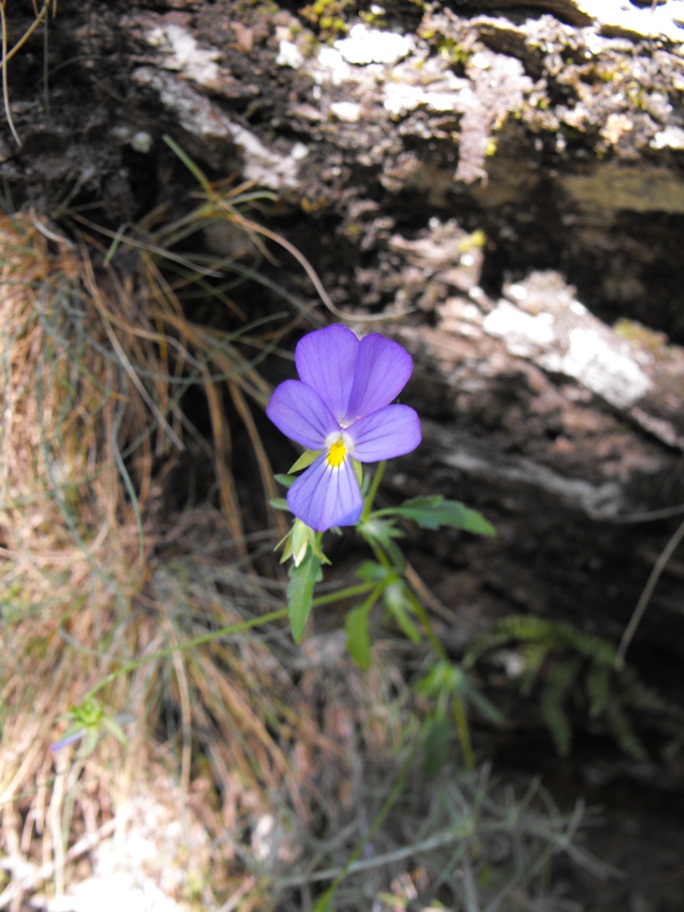 Viola tricolor