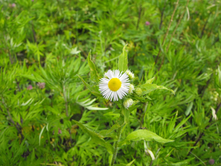 Asteracea - Erigeron annuus