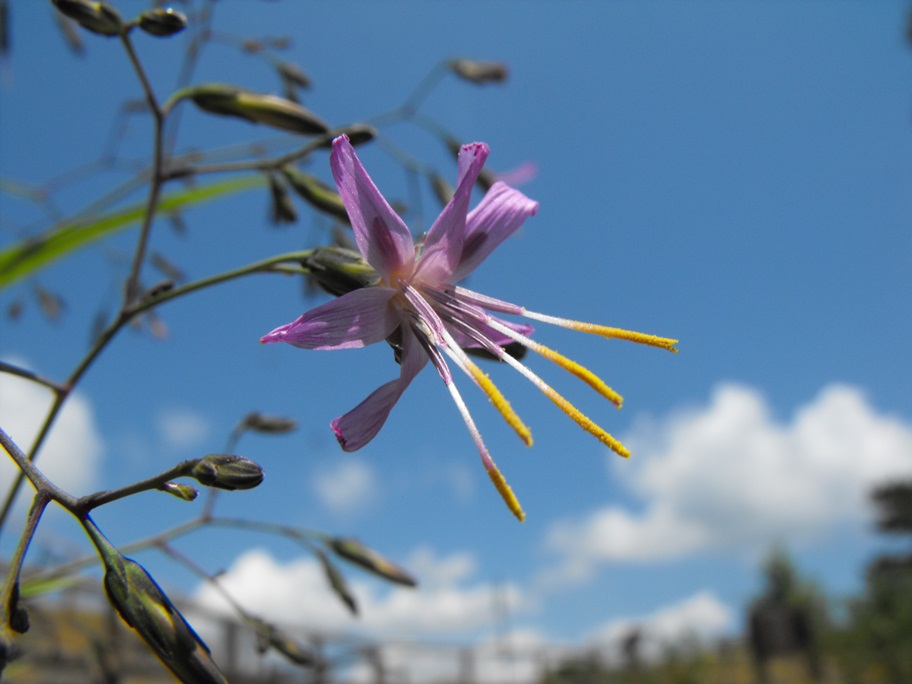 Prenanthes purpurea / Lattuga montana