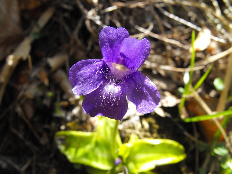 Pinguicula mariae / Pinguicola Maria