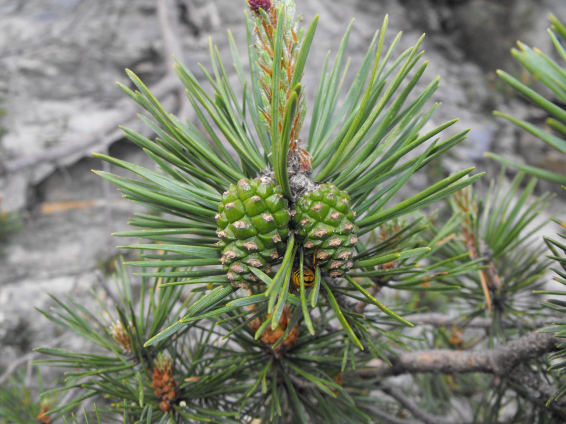 Pinus nigra