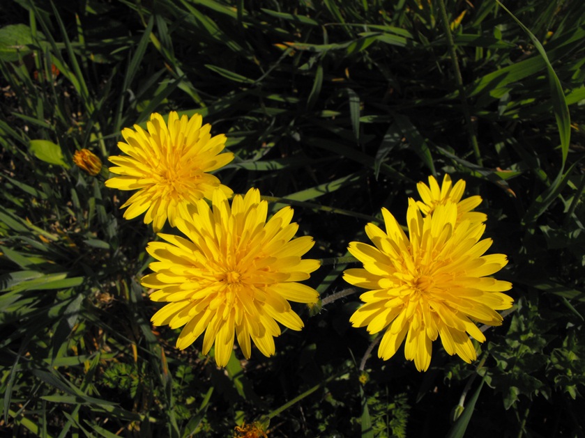 Asteracea:  Hyoseris radiata L. subsp. radiata