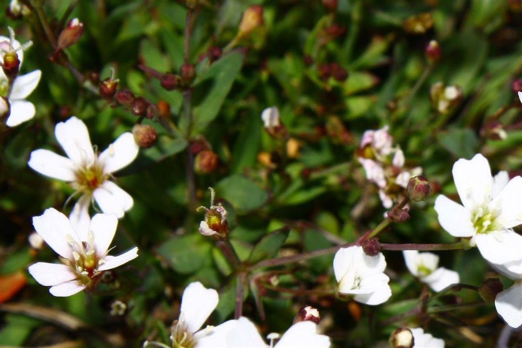 Silene rupestris L.