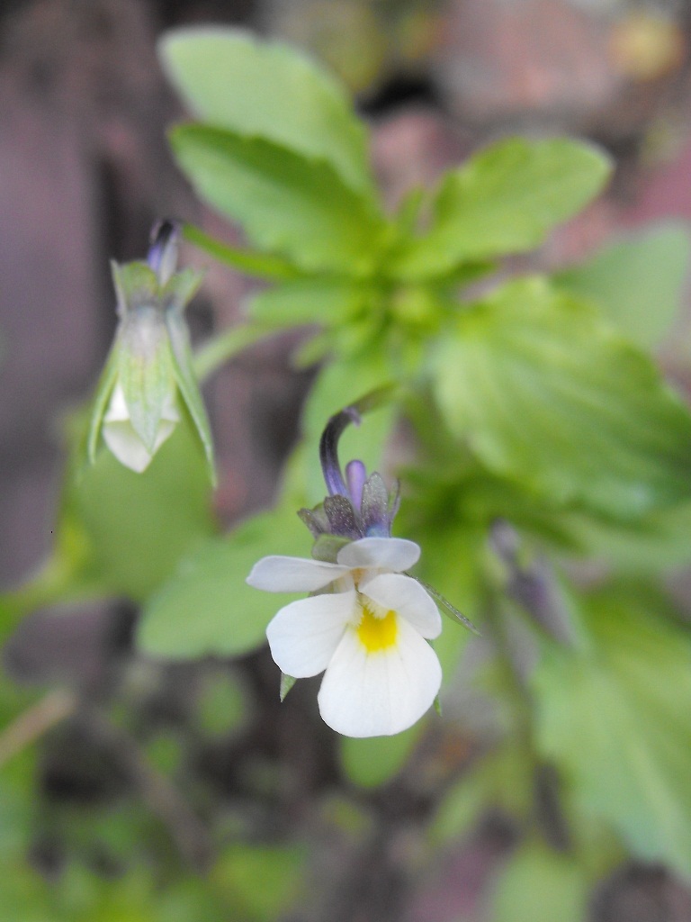 Viola arvensis