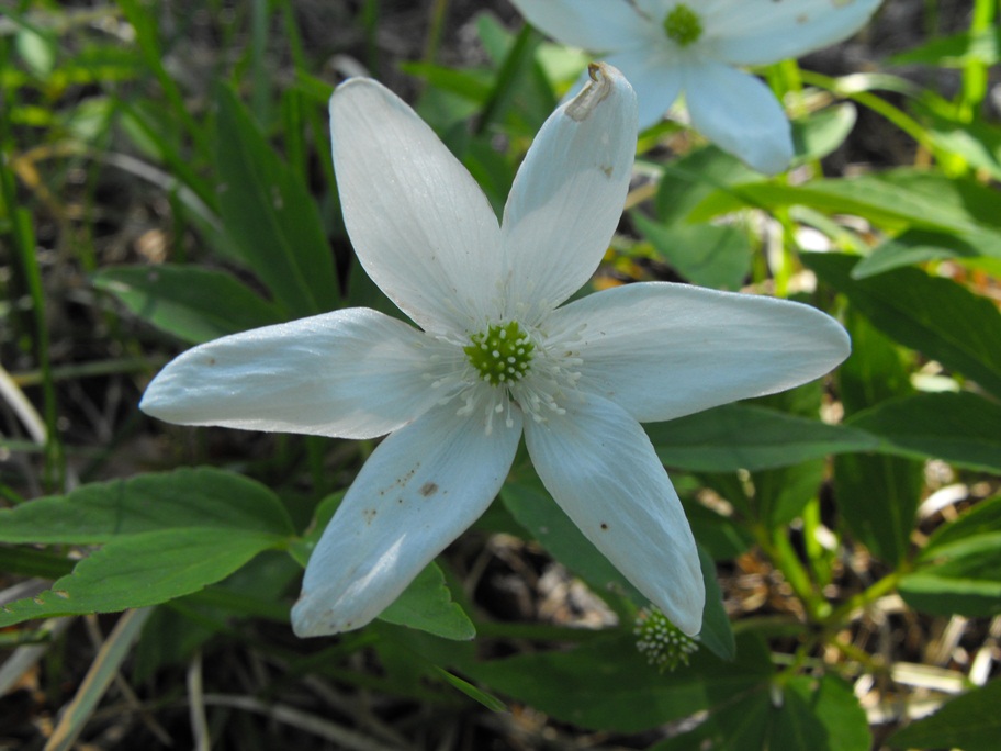 Anemonoides trifolia subsp. brevidentata / Anemone con denti brevi