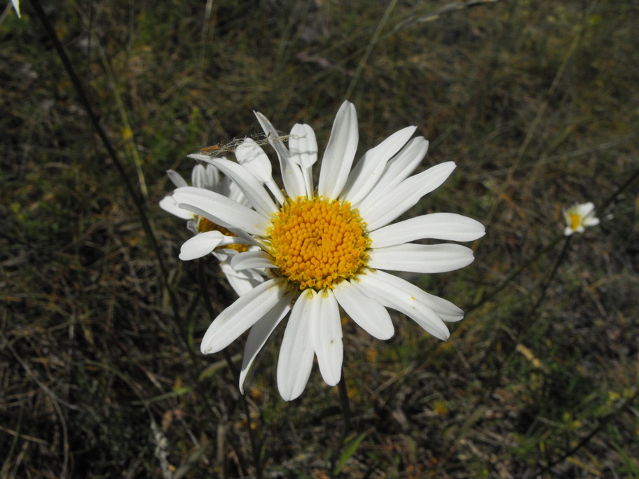 Leucanthemum cfr. heterophyllum