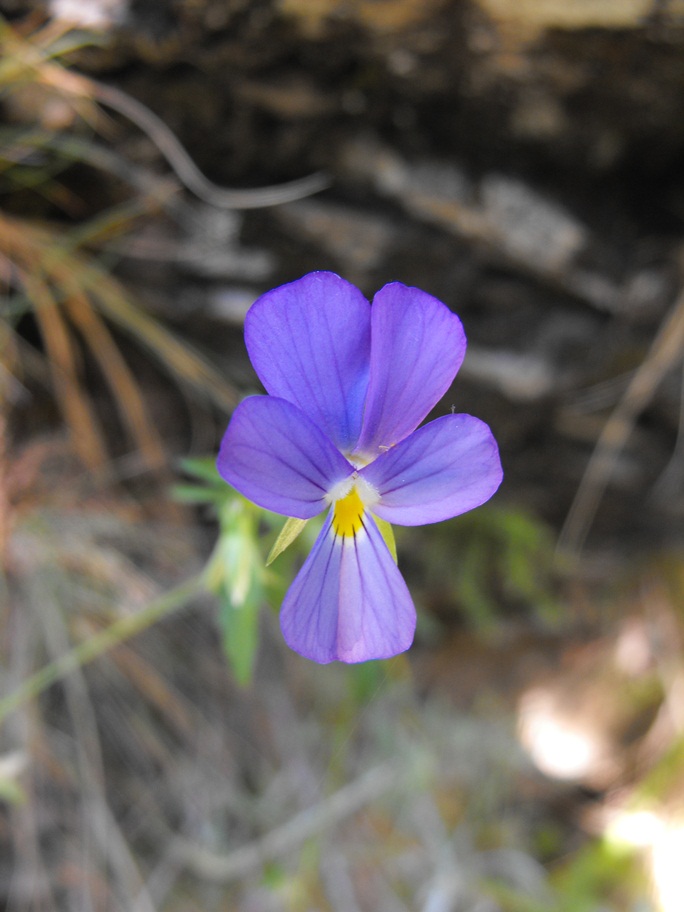 Viola tricolor