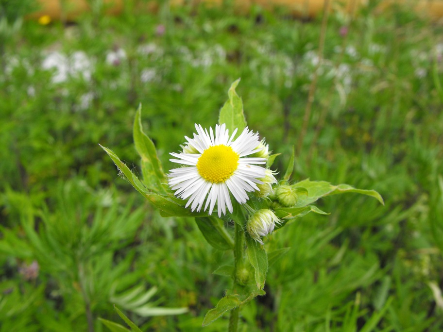 Asteracea - Erigeron annuus