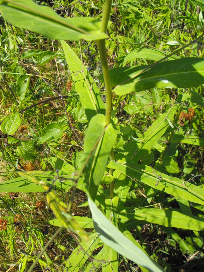 Prenanthes purpurea / Lattuga montana