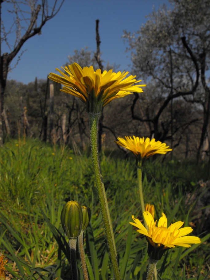 Asteracea:  Hyoseris radiata L. subsp. radiata