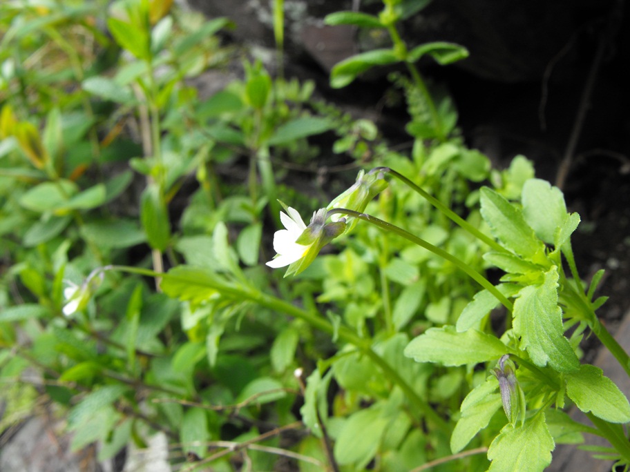 Viola arvensis