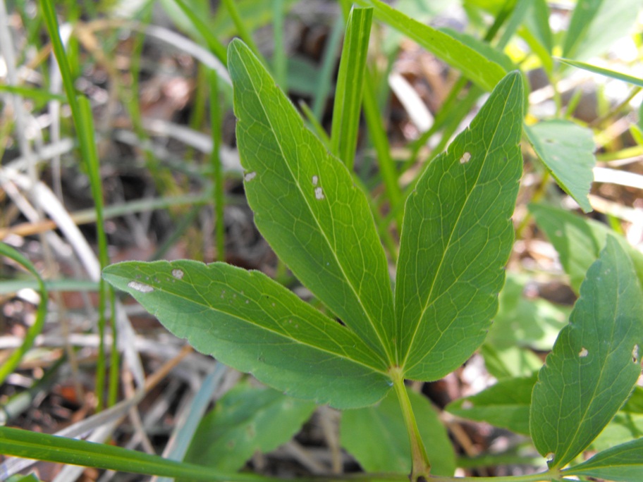 Anemonoides trifolia subsp. brevidentata / Anemone con denti brevi