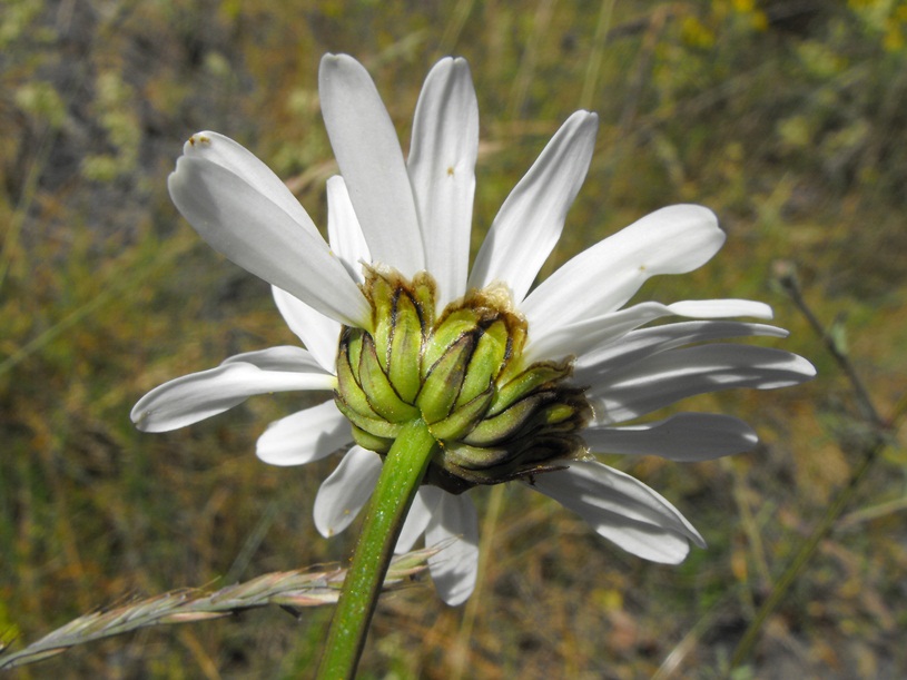 Leucanthemum cfr. heterophyllum