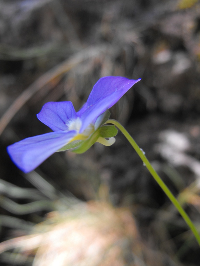 Viola tricolor