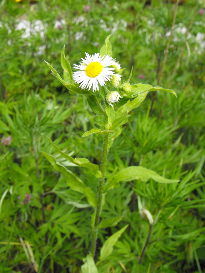 Asteracea - Erigeron annuus