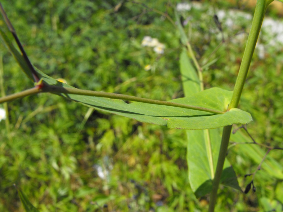 Prenanthes purpurea / Lattuga montana