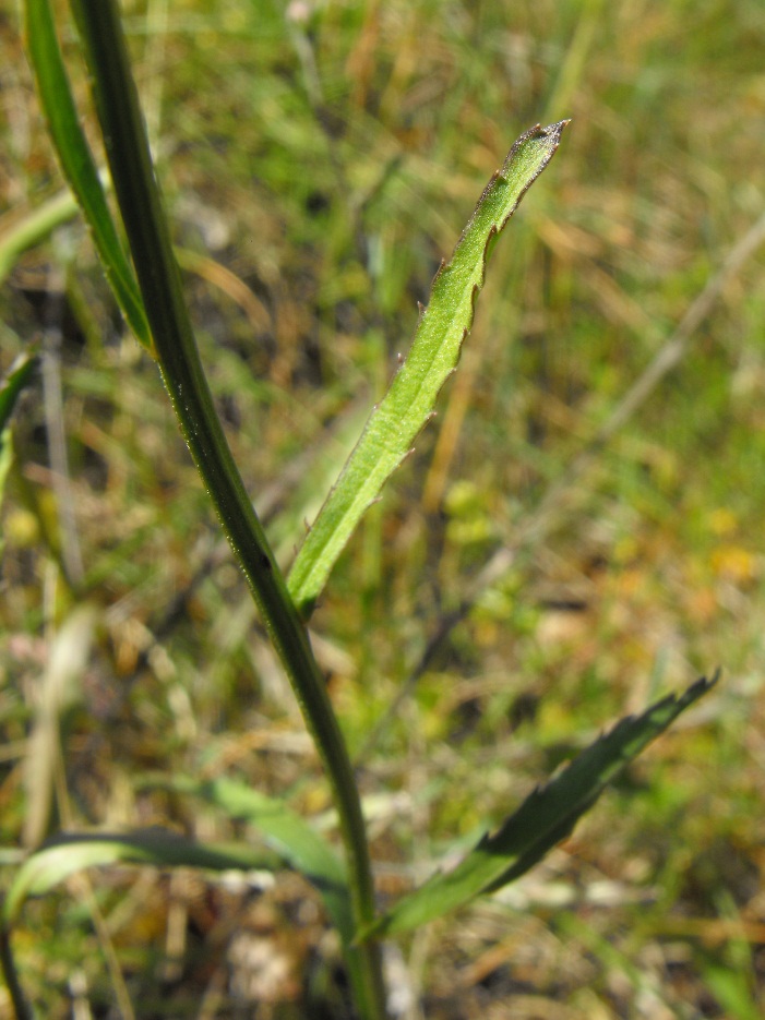 Leucanthemum cfr. heterophyllum