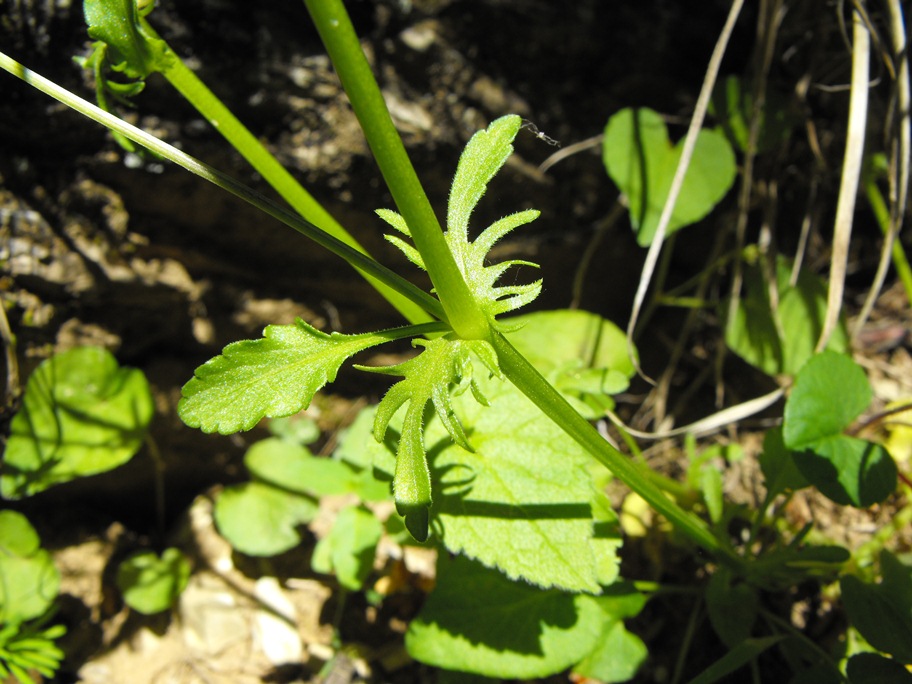 Viola tricolor