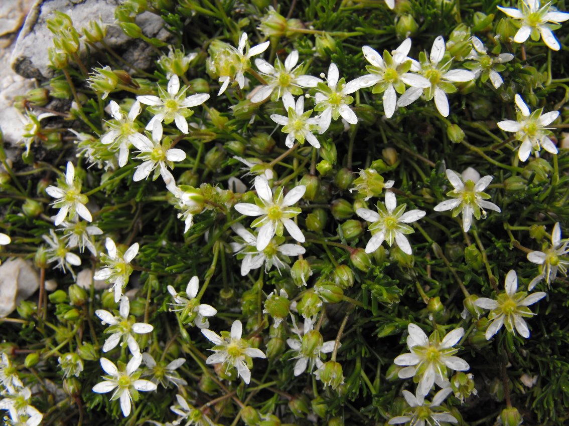 Moehringia ciliata