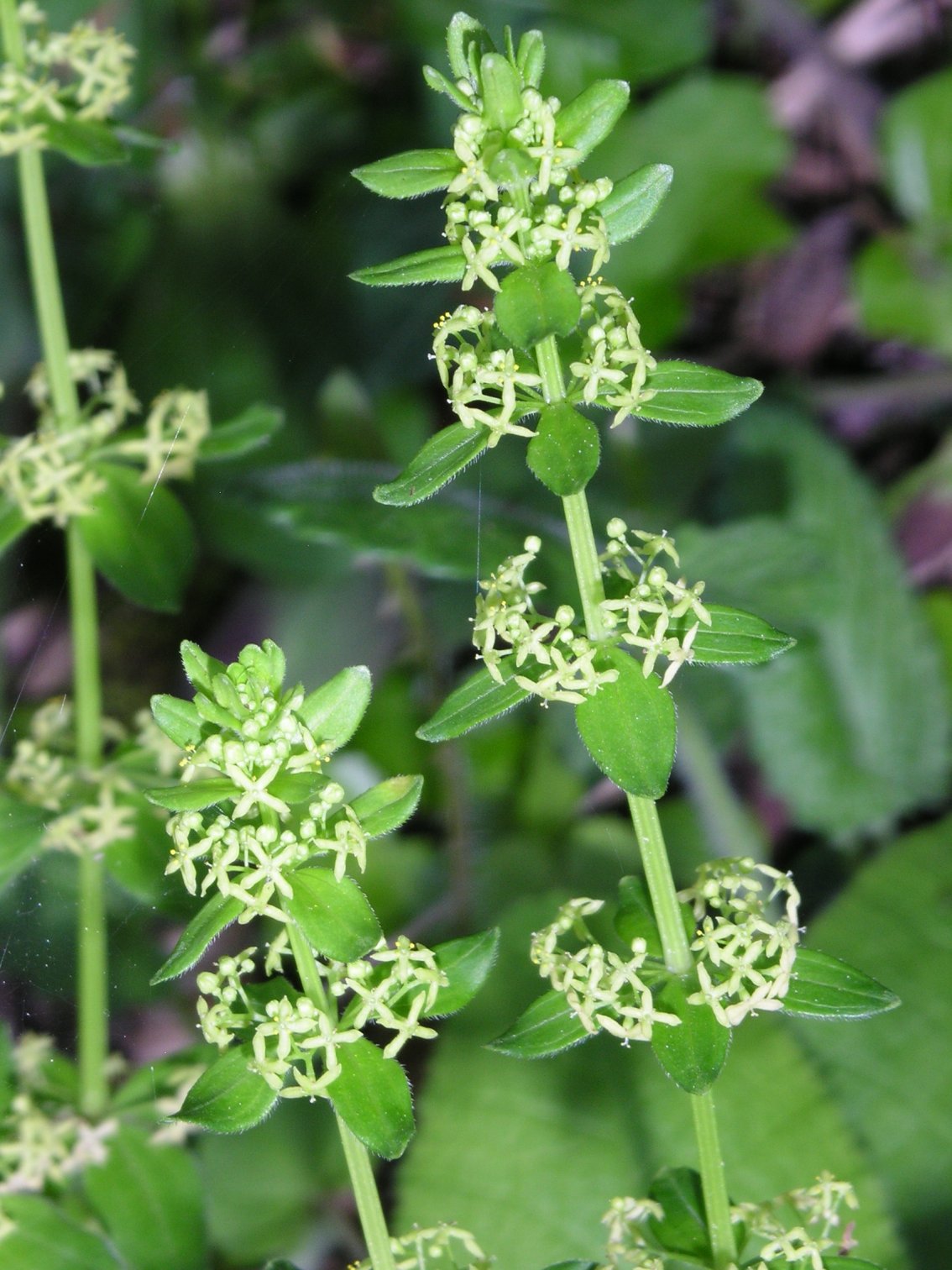 Cruciata glabra / Crocettona glabra