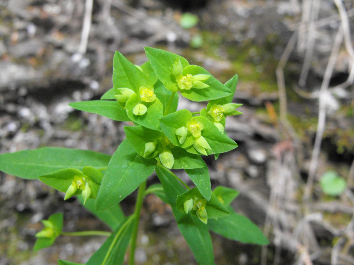 Euphorbia dulcis