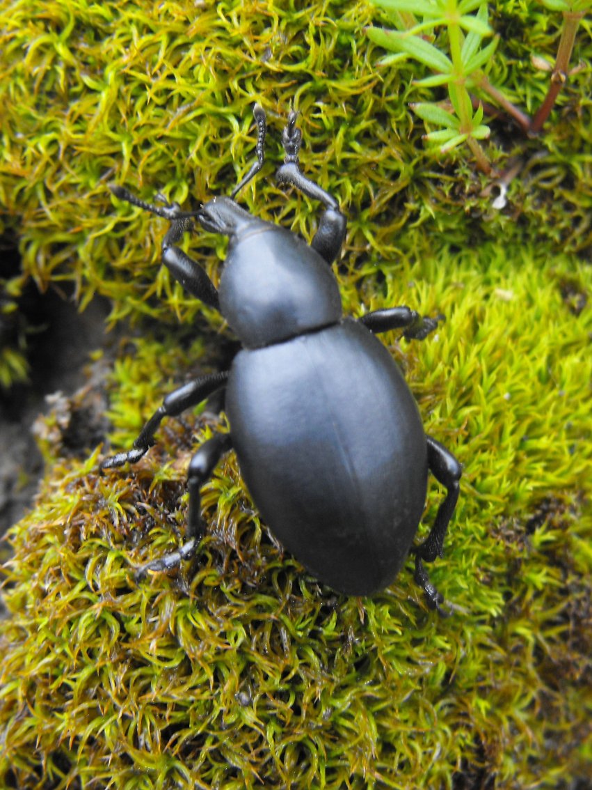 Liparus dirus? (Curculionidae)