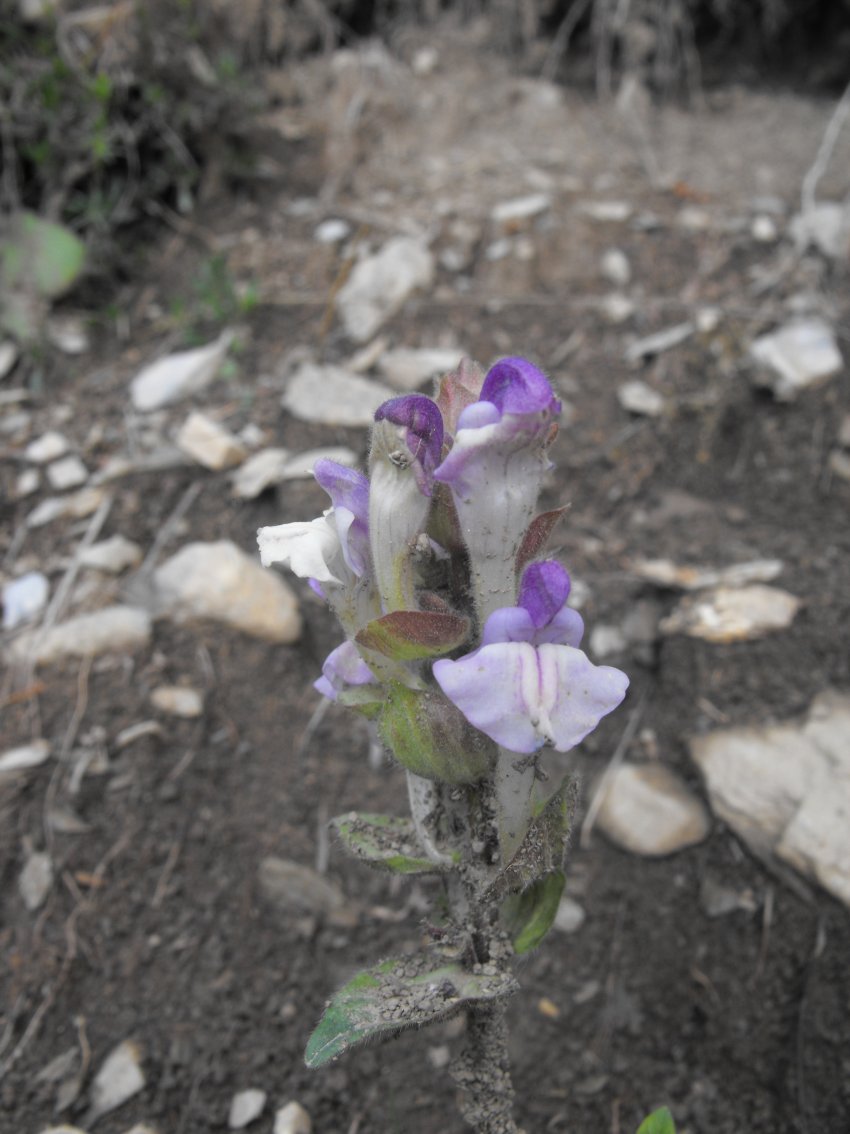 Scutellaria alpina