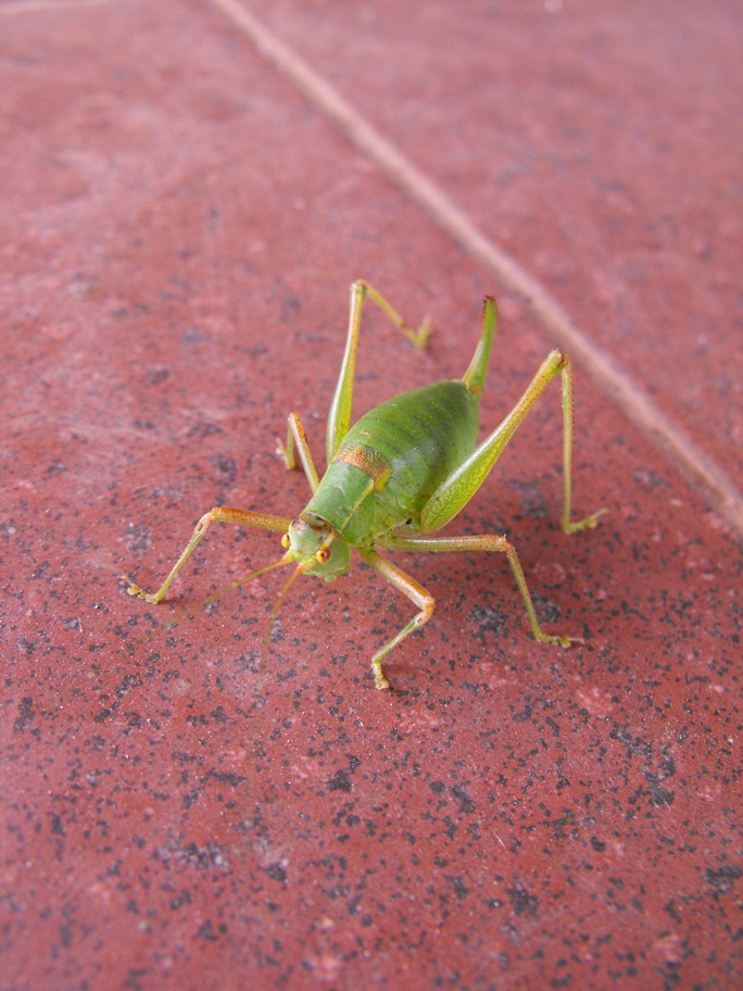 femmina di Barbitistes obtusus