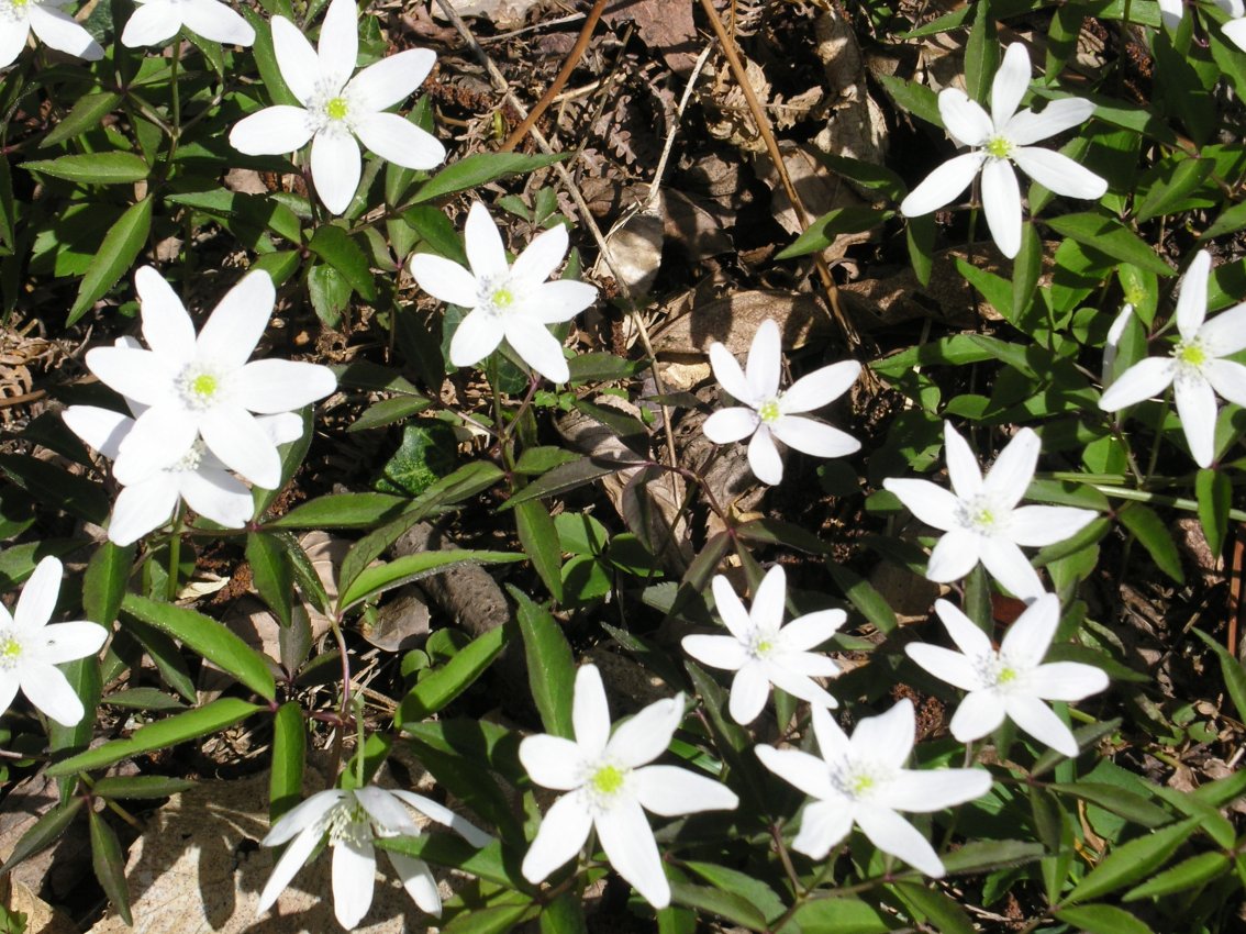 Anemonoides trifolia subsp. brevidentata / Anemone con denti brevi