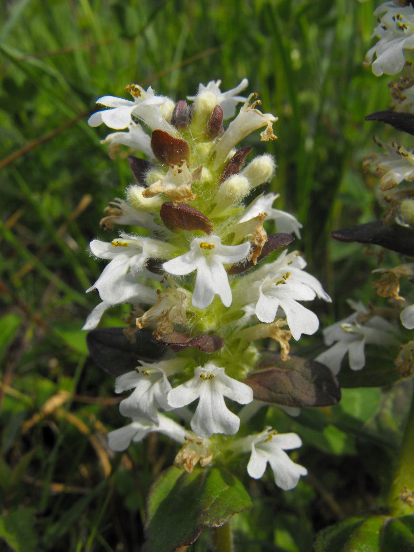 Ajuga reptans, bianca