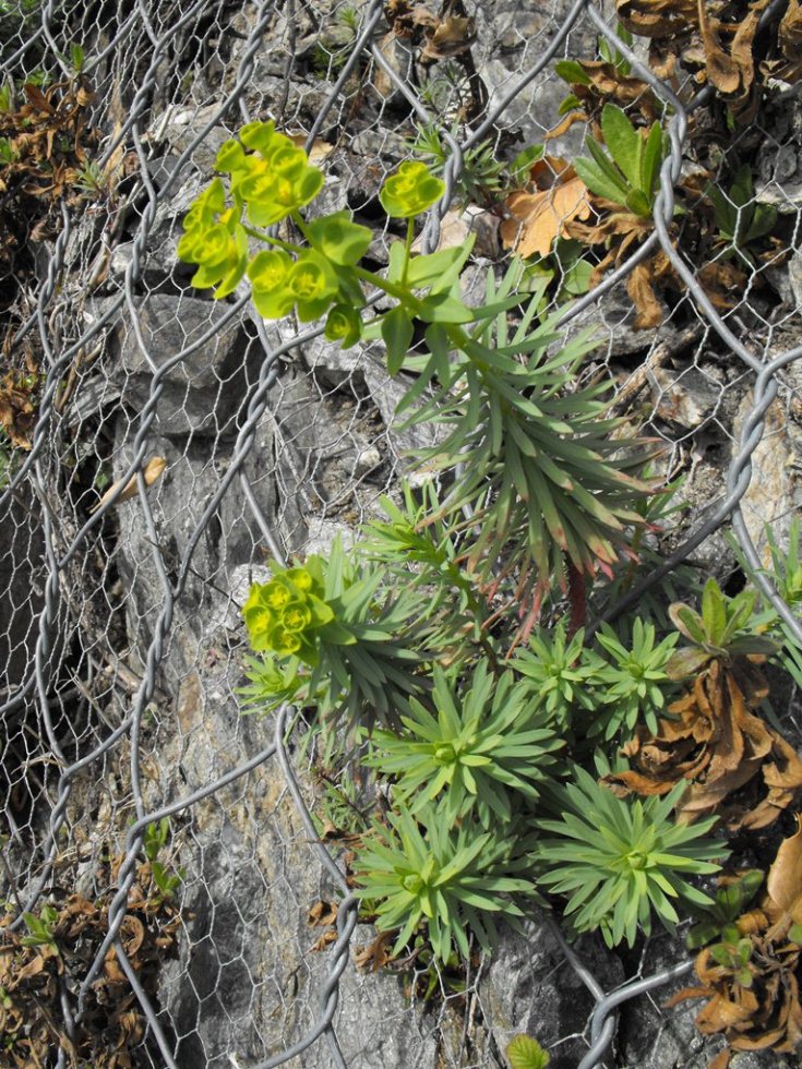 Euphorbia segetalis