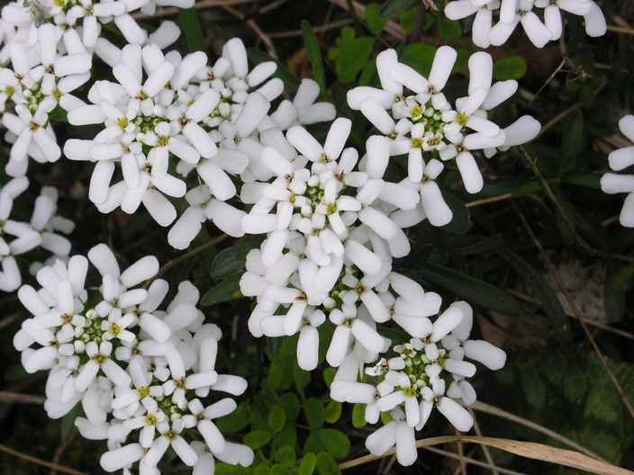 Iberis sempervirens / Iberis sempreverde