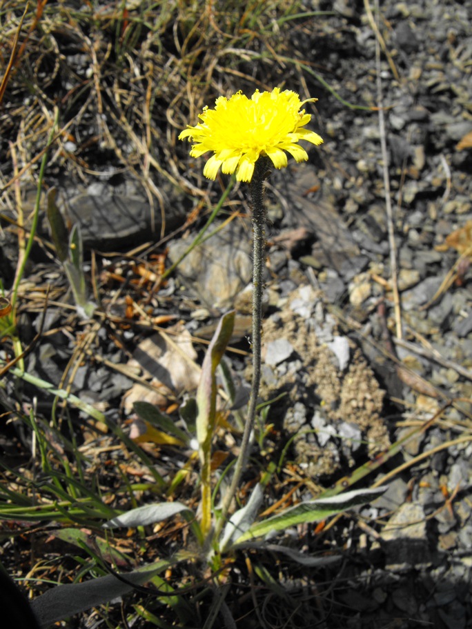 Asteracea da determinare - cfr. Hieracium pilosella