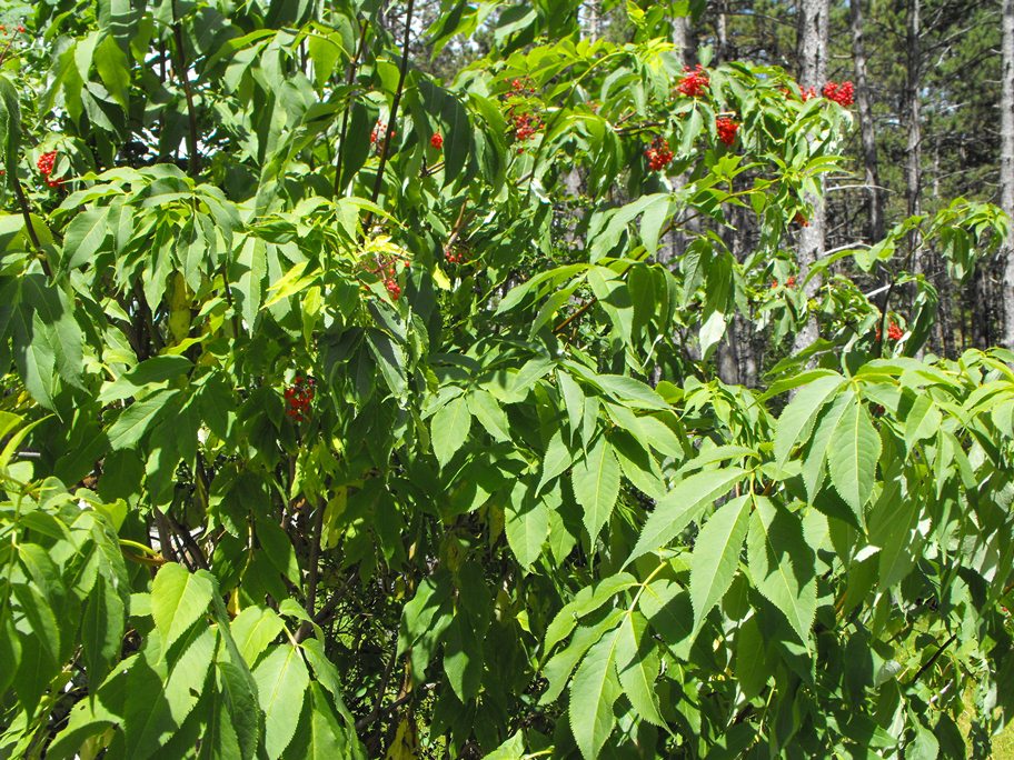 Sambucus racemosus