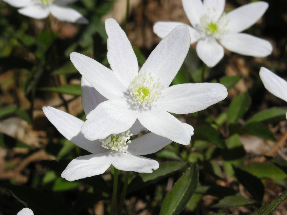 Anemonoides trifolia subsp. brevidentata / Anemone con denti brevi