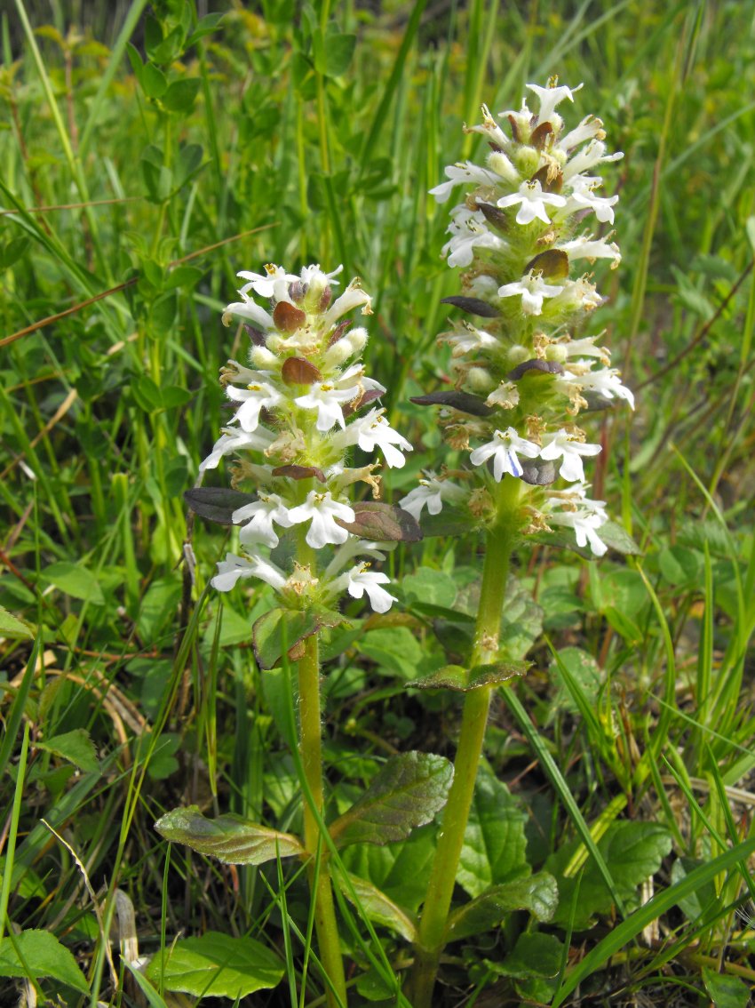 Ajuga reptans, bianca