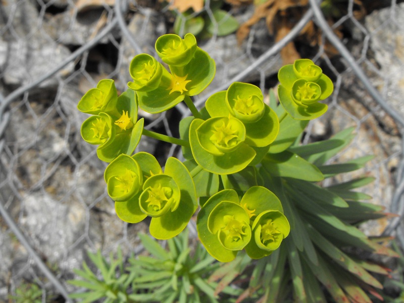 Euphorbia segetalis