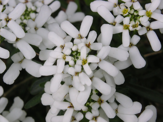 Iberis sempervirens / Iberis sempreverde