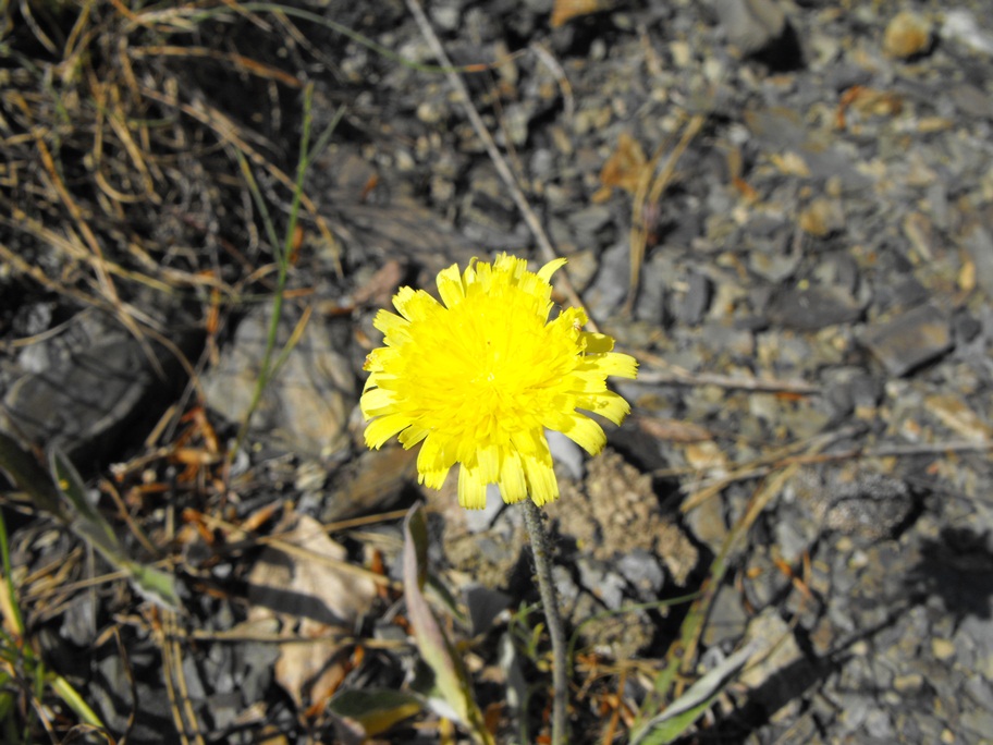 Asteracea da determinare - cfr. Hieracium pilosella