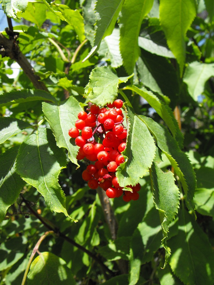 Sambucus racemosus