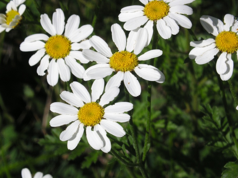 Tanacetum corynbosum