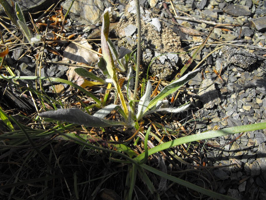 Asteracea da determinare - cfr. Hieracium pilosella